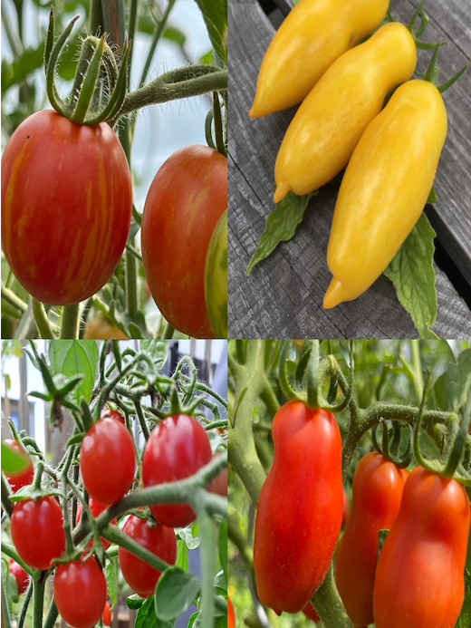 Tomaten-Set "Balkontomaten" - 4 BIO-Tomatensorten [samenfest]