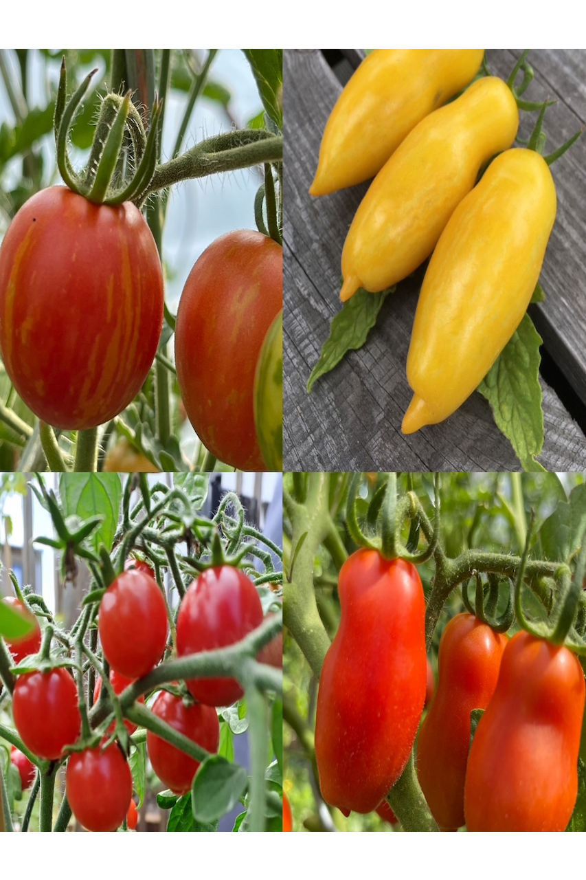 Tomaten-Set "Balkontomaten" - 4 BIO-Tomatensorten [samenfest]