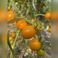 Tomate "Cerise gelb" - BIO-Tomatensorte [samenfest]