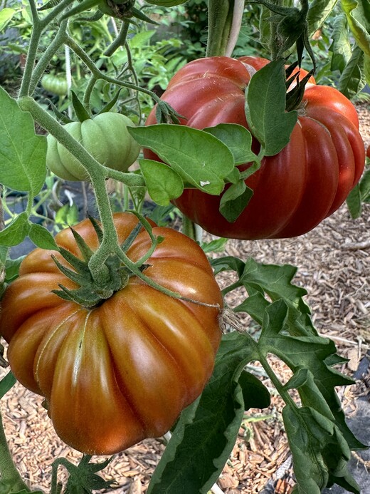 Tomate "Fleur de Reagir" - BIO-Tomatensorte [samenfest]