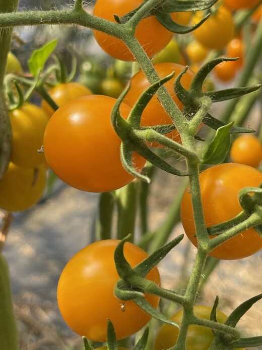 mittleres Tomaten-Set - 8 BIO-Tomatensorten [samenfest]
