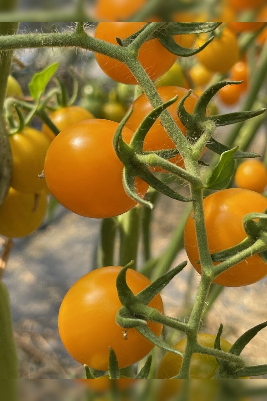 mittleres Tomaten-Set - 8 BIO-Tomatensorten [samenfest]