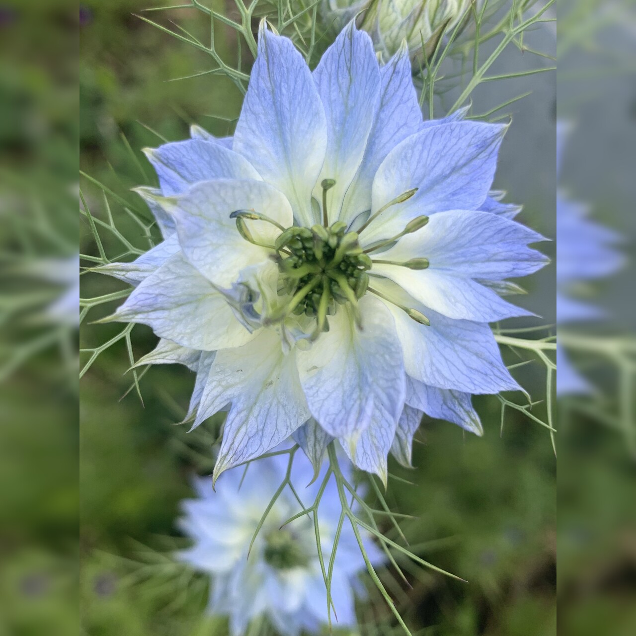 "Jungfer im Grünen" - BIO- Blumensamen [samenfest]