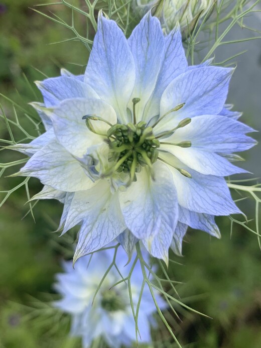 "Jungfer im Grünen" - BIO- Blumensamen [samenfest]