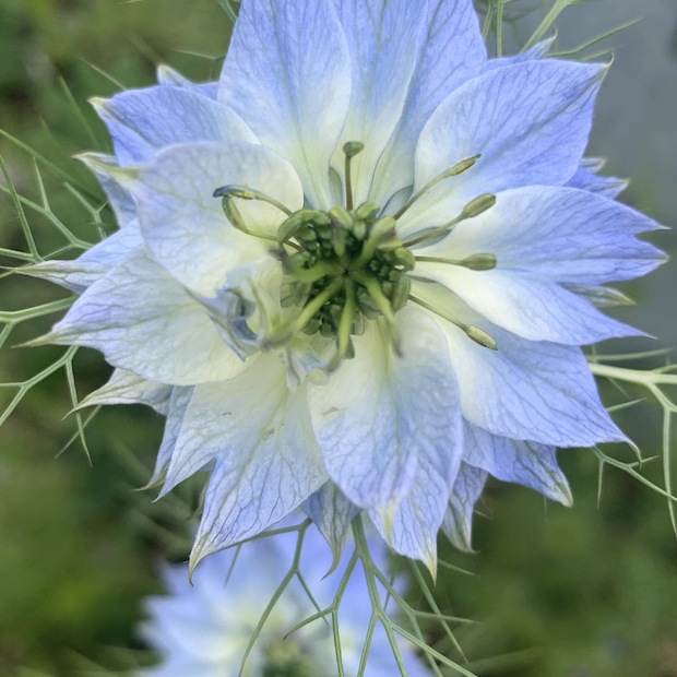 "Jungfer im Grünen" - BIO- Blumensamen [samenfest]
