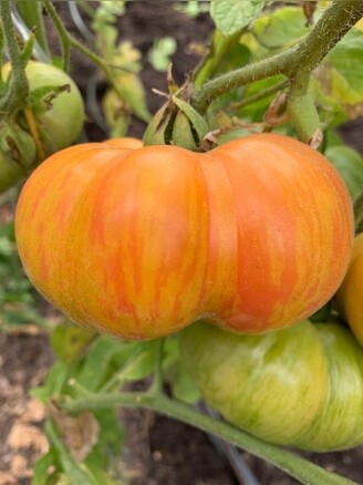 Tomate "Beauty King" - BIO-Tomatensorte [samenfest]