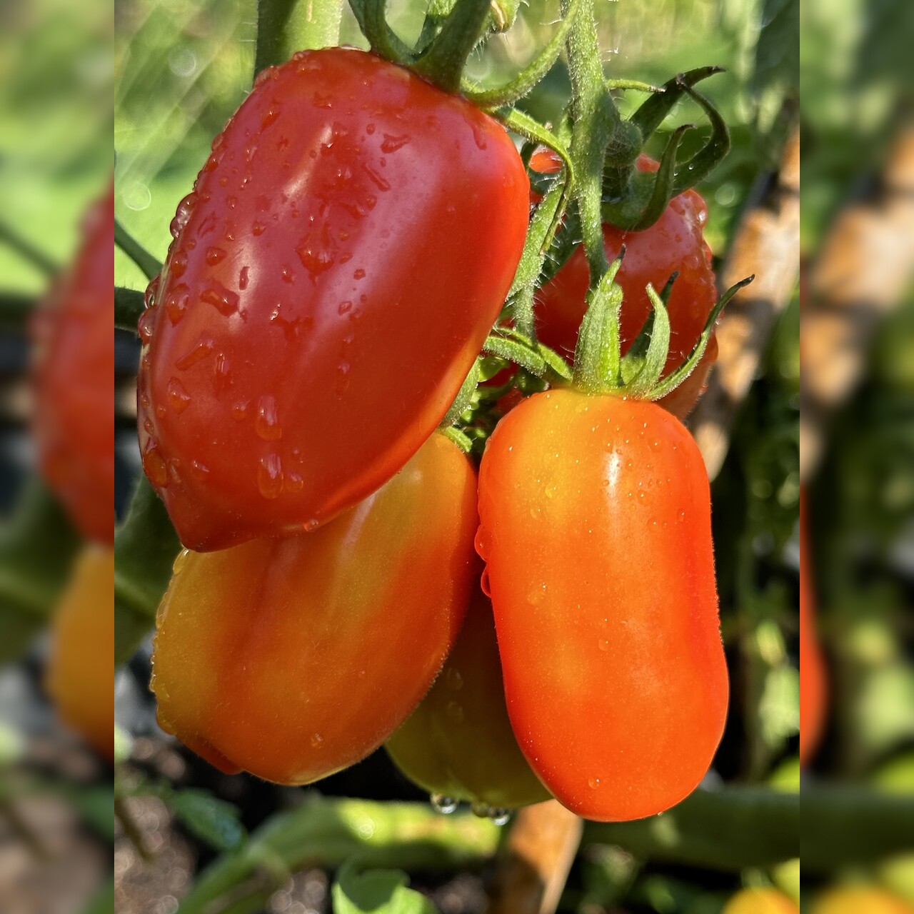 Tomate "San Marzano" - BIO-Flaschentomate [samenfest]