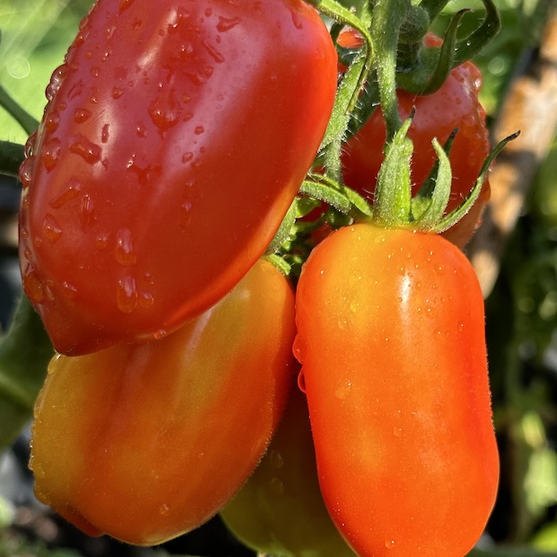 Tomate "San Marzano" - BIO-Flaschentomate [samenfest]