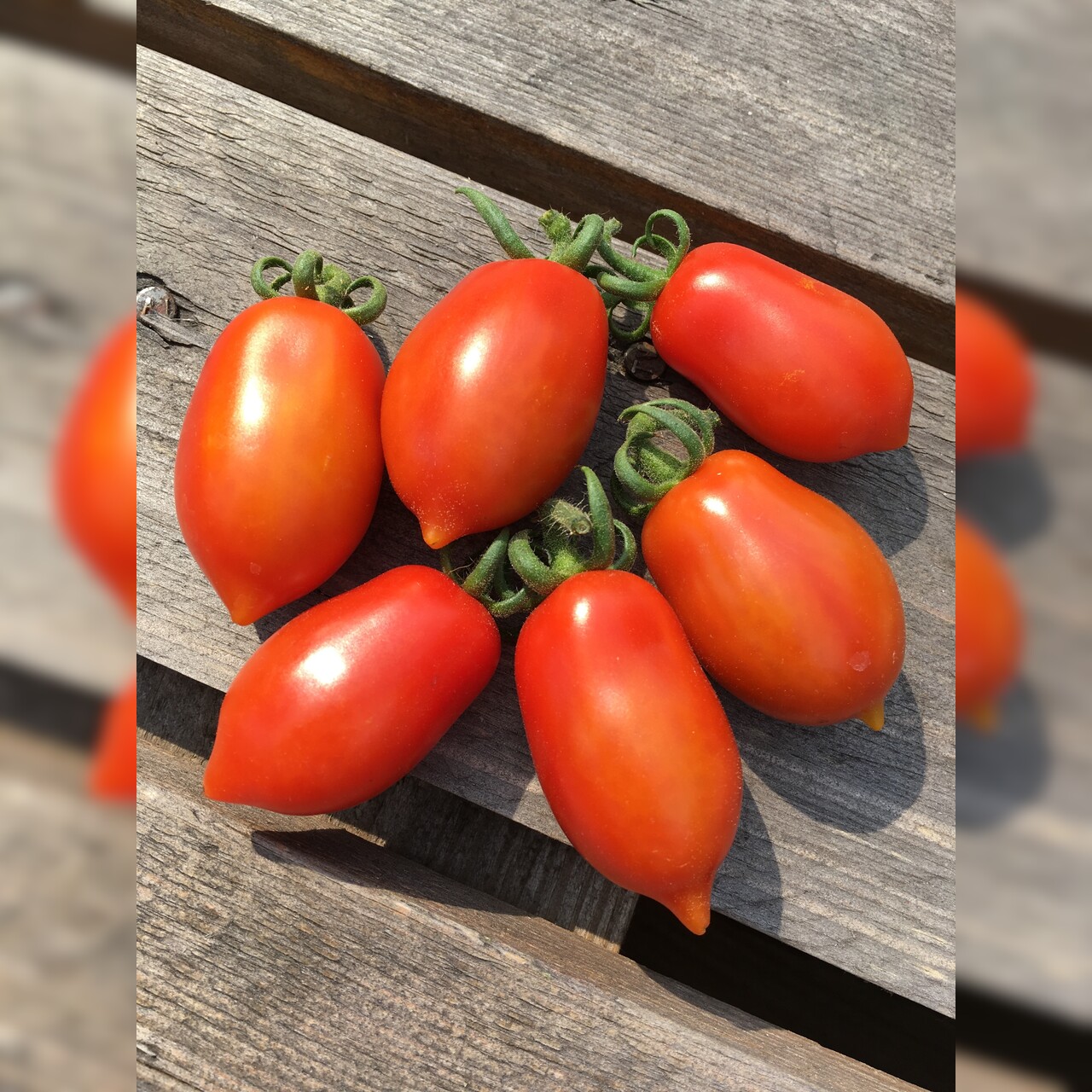 Tomate "Elfin" - BIO-Tomatensorte [samenfest]