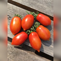 Tomate "Elfin" - BIO-Tomatensorte [samenfest]
