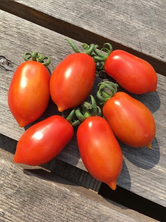 Tomate "Elfin" - BIO-Tomatensorte [samenfest]