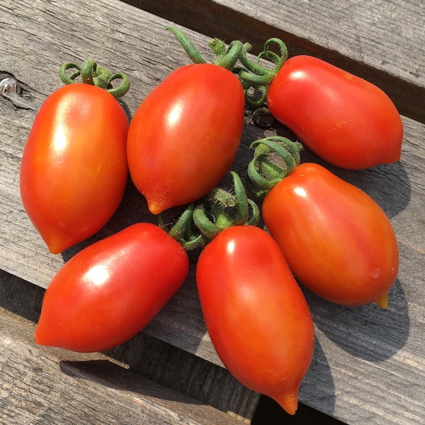 Tomate "Elfin" - BIO-Tomatensorte [samenfest]