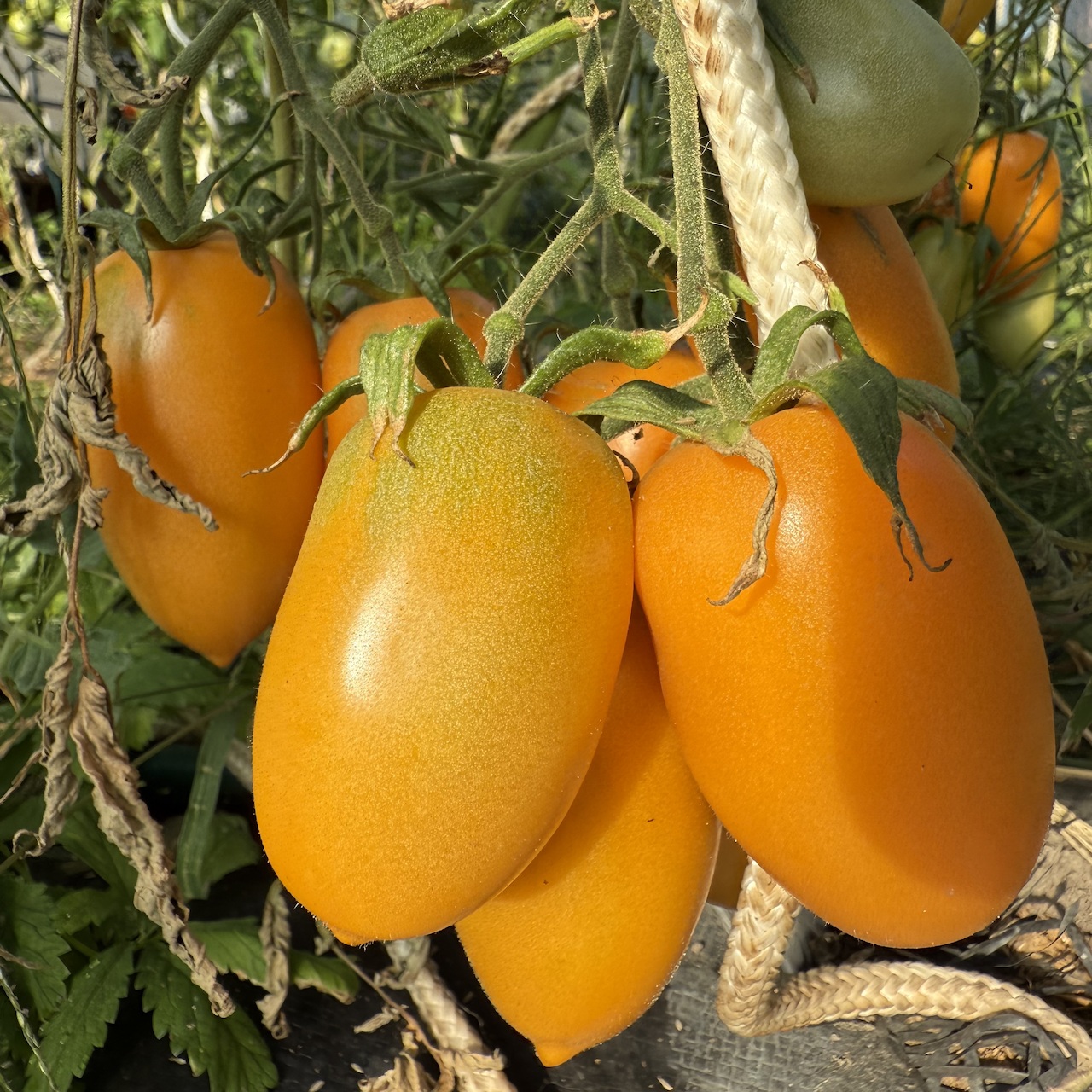 Tomate "Fonarik" - BIO-Tomatensorte [samenfest]