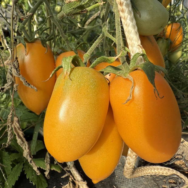 Tomate "Fonarik" - BIO-Tomatensorte [samenfest]