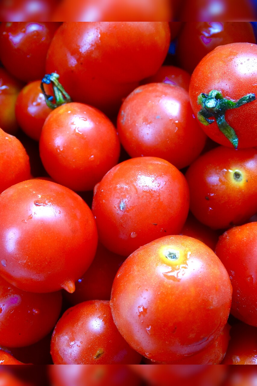 Tomate „Deutsche Riesentraube“ - BIO Tomatensorte