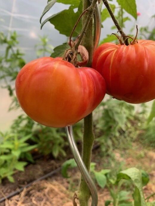 Tomate "German Gold" - BIO-Tomatensorte [samenfest]