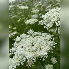 "wilde Möhre" - BIO-Blumensamen [samenfest]