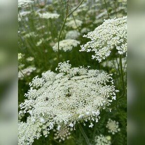 "wilde Möhre" - BIO-Blumensamen [samenfest]