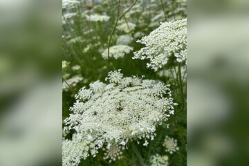 "wilde Möhre" - BIO-Blumensamen [samenfest]