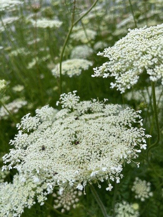 "wilde Möhre" - BIO-Blumensamen [samenfest]