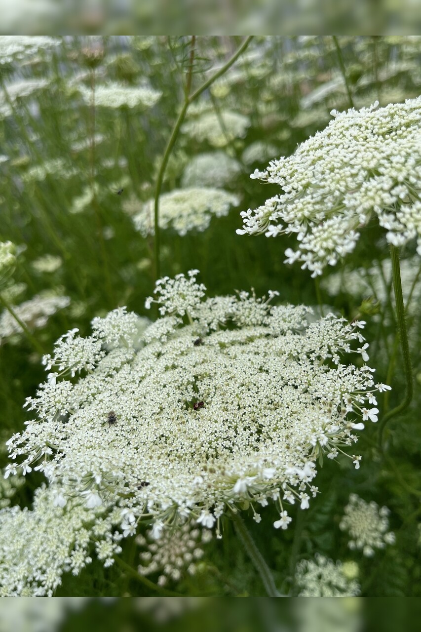 "wilde Möhre" - BIO-Blumensamen [samenfest]