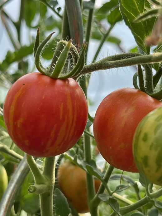 Tomaten Set "Balkontomaten" - 4 BIO-Tomatensorten [samenfest]