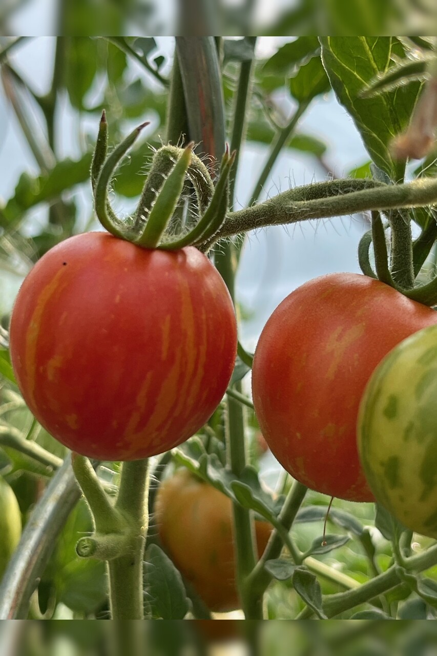 Tomaten-Set "Balkontomaten" - 4 BIO-Tomatensorten [samenfest]