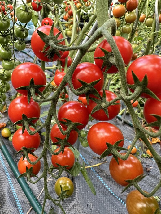 Tomate "mexikanische Honigtomate" - BIO-Tomatensorte [samenfest]