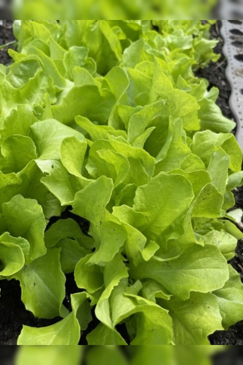 Gemüsesamen-Set „Gartensalat“ - 4 BIO-Sorten [samenfest]