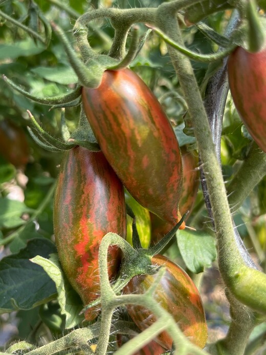 Tomate „Purple Smaragd“ - BIO-Tomatensorte [samenfest]