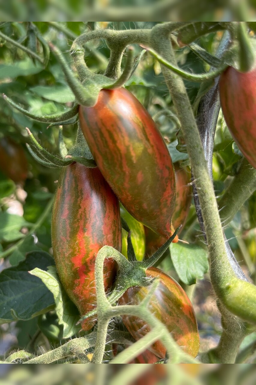 Tomate „Purple Smaragd“ - BIO-Tomatensorte [samenfest]