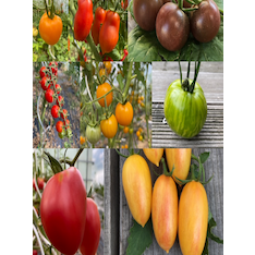 mittleres Tomaten-Set - 8 BIO-Tomatensorten [samenfest]