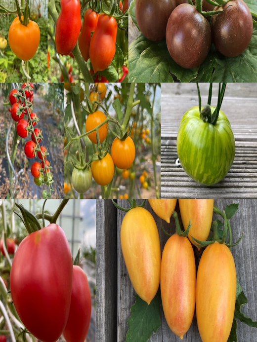 mittleres Tomaten-Set - 8 BIO-Tomatensorten [samenfest]