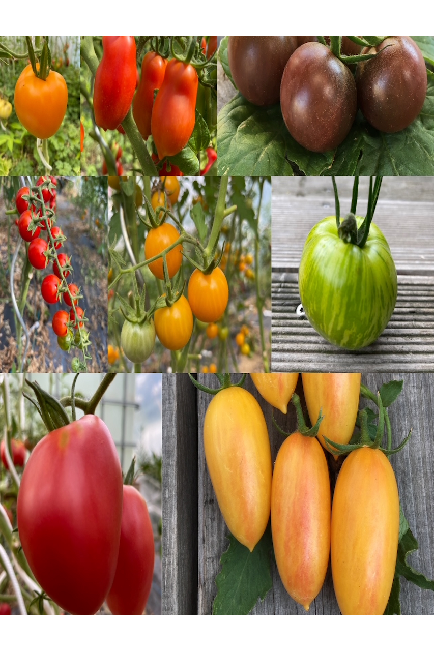 mittleres Tomaten-Set - 8 BIO-Tomatensorten [samenfest]