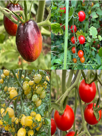 Tomaten Set "resistente Tomaten" - 4 robuste BIO-Sorten [samenfest]