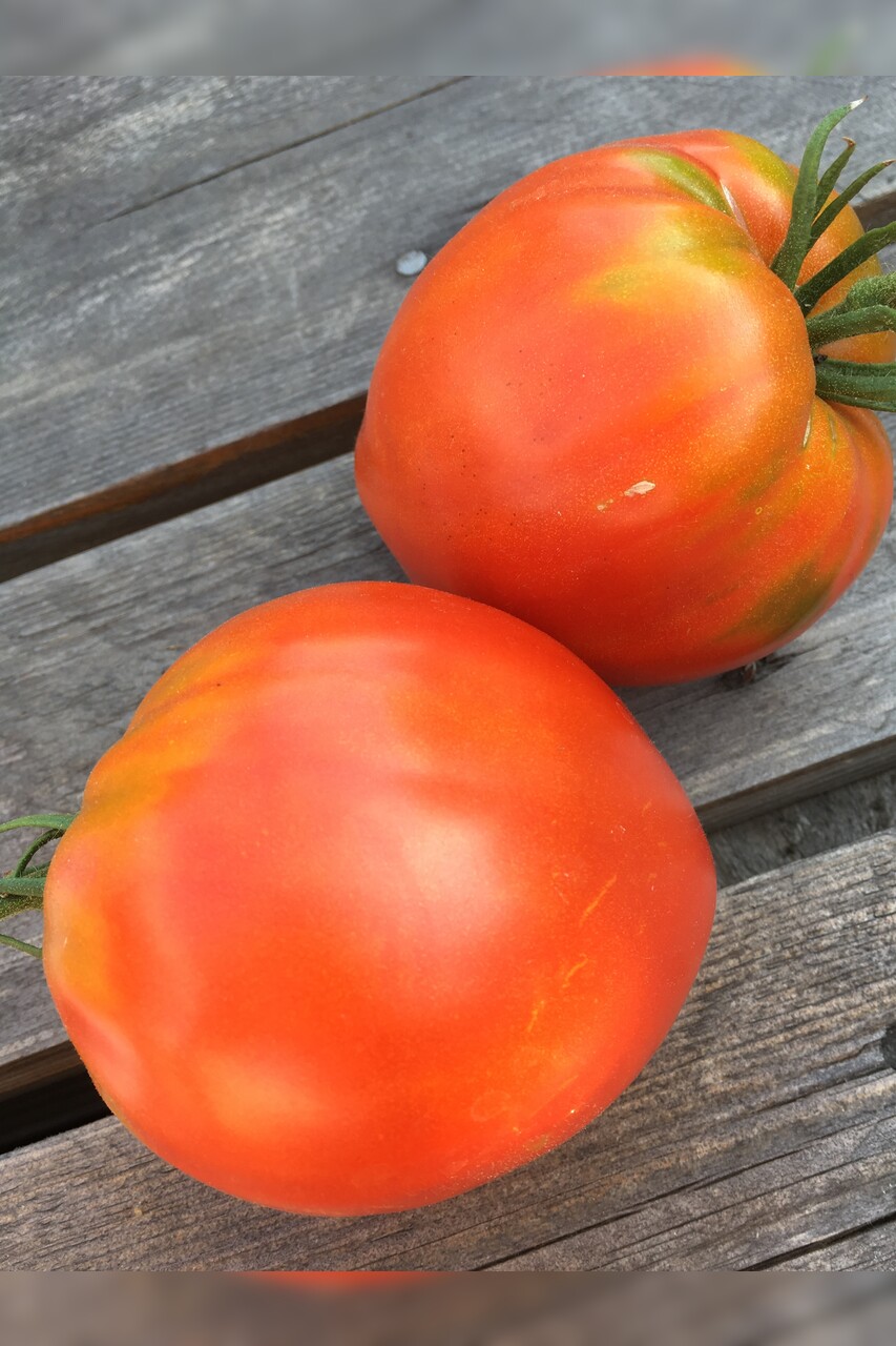 Tomaten Set "Gewächshaustomaten" - 4 BIO-Sorten [samenfest]