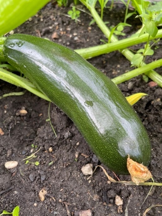 Zucchini „Black Beauty“ - BIO-Zucchinisorte [samenfest]