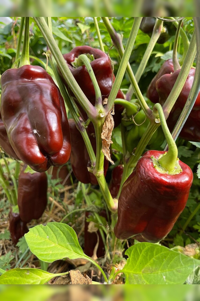 Paprika "Sweet Chocolate" - BIO-Paprikasamen [samenfest]