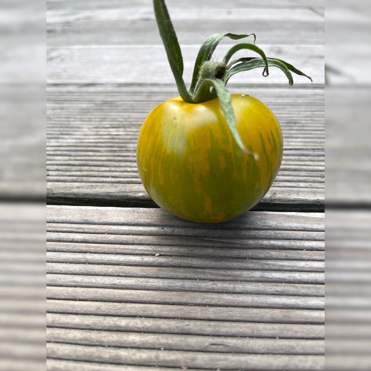 Tomate "Green Zebra" - BIO-Tomatensorte [samenfest]