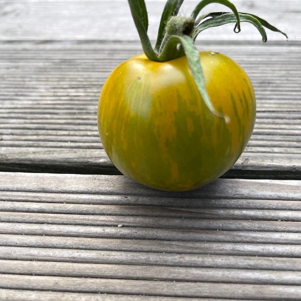Tomate "Green Zebra" - BIO-Tomatensorte [samenfest]
