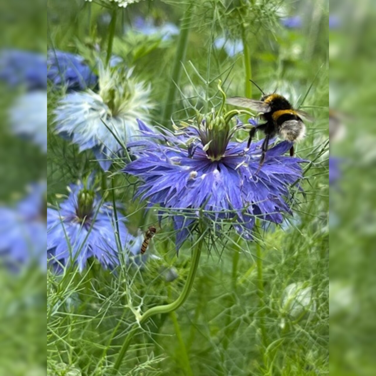 "Jungfer im Grünen" - BIO- Blumensamen [samenfest]