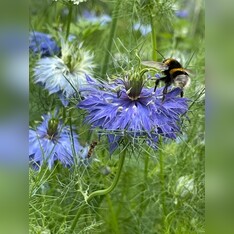 "Jungfer im Grünen" - BIO- Blumensamen [samenfest]