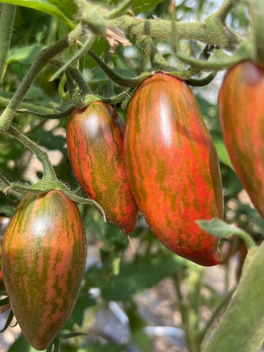 Tomate „Purple Smaragd“ - BIO-Tomatensorte [samenfest]