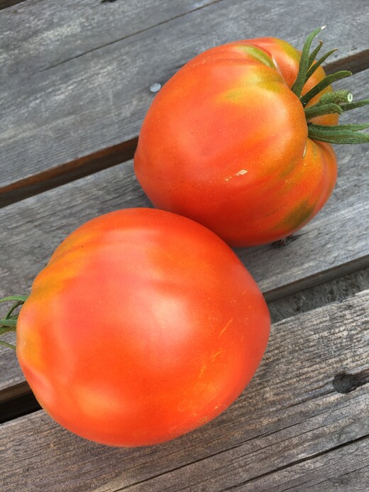 Tomate "Ochsenherz" - BIO-Tomatensorte [samenfest]