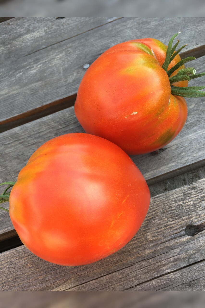 Tomate "Ochsenherz" - BIO-Tomatensorte [samenfest]