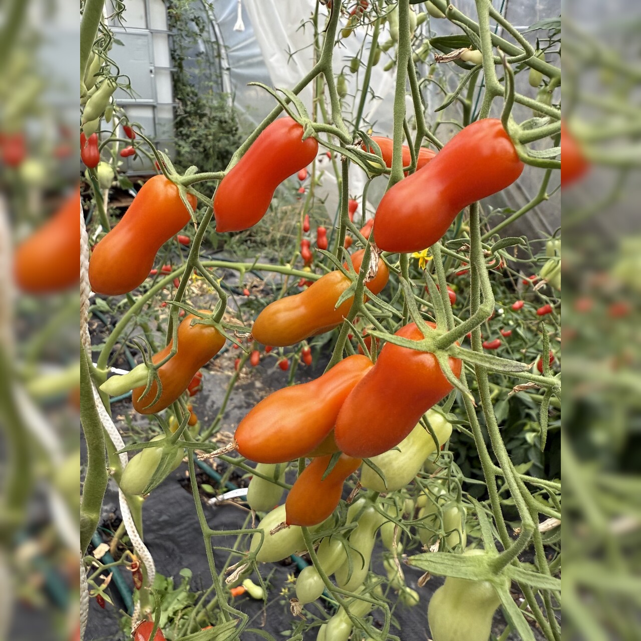 Tomate "Zauberstab" - BIO-Tomatensorte