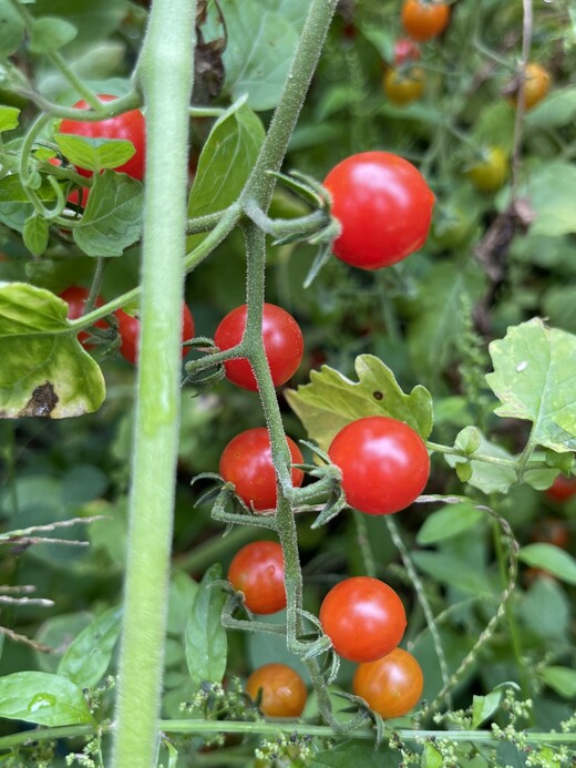 Tomate "Johannisbeertomate" - BIO-Tomatensorte (samenfest)