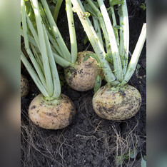 Mairübe "Golden Ball" (samenfest & BIO)