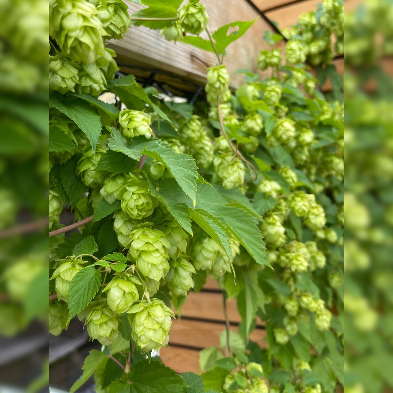Echter Hopfen - BIO-Hopfensamen [samenfest]