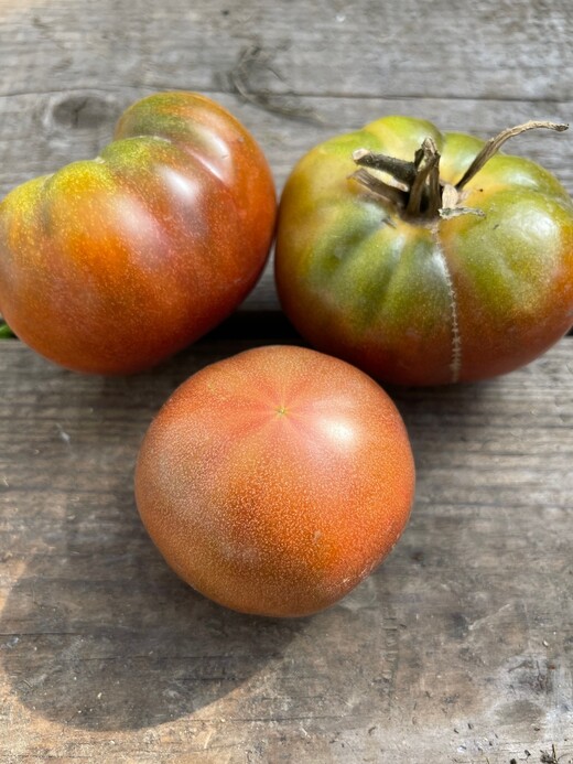 großes Tomaten Set - 12 BIO-Tomatensorten [samenfest]